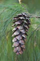 Pinus chiapensis