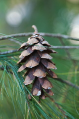 Pinus chiapensis