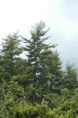 Pinus chiapensis