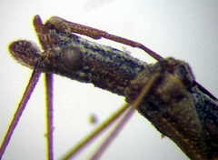 Neides tipularius