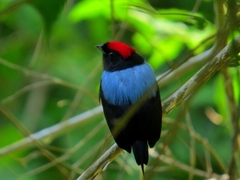 Chiroxiphia lanceolata