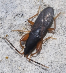 Proderus suberythropus