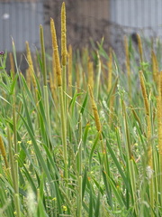 Typha capensis