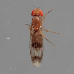 Chymomyza