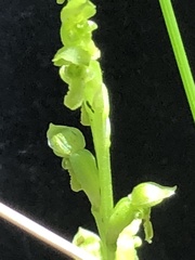 Microtis oblonga