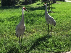 Grus canadensis image
