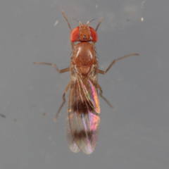 Chymomyza