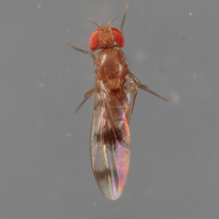 Chymomyza