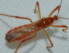 Polytoxus sanguineus