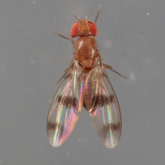 Chymomyza