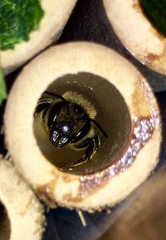 Megachile centuncularis