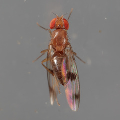 Chymomyza