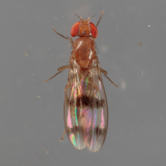 Chymomyza