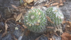 Mammillaria karwinskiana nejapensis