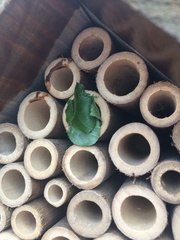 Megachile centuncularis