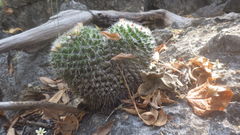 Mammillaria karwinskiana nejapensis