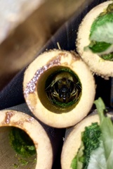 Megachile centuncularis