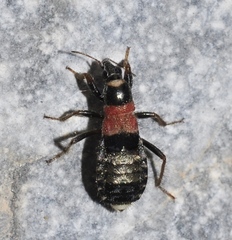 Prostemma albimacula
