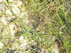 Halodule wrightii