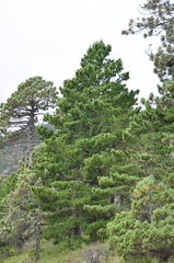 Pinus stylesii