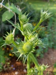 Eryngium yuccifolium