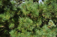 Pinus stylesii