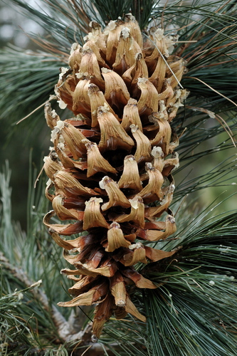 Styles's white pine