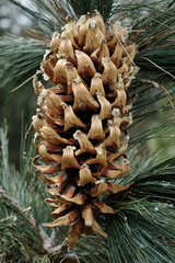 Pinus stylesii