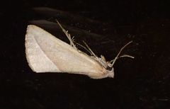 Compsoptera opacaria