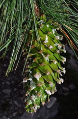 Pinus stylesii