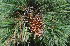 Pinus stylesii