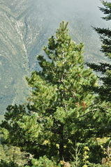 Pinus stylesii