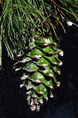 Pinus stylesii