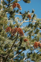 Pinus stylesii