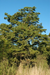 Pinus veitchii
