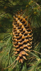 Pinus veitchii