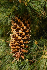 Pinus veitchii