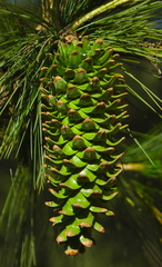 Pinus veitchii