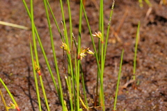 Juncus filiformis