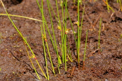 Juncus filiformis