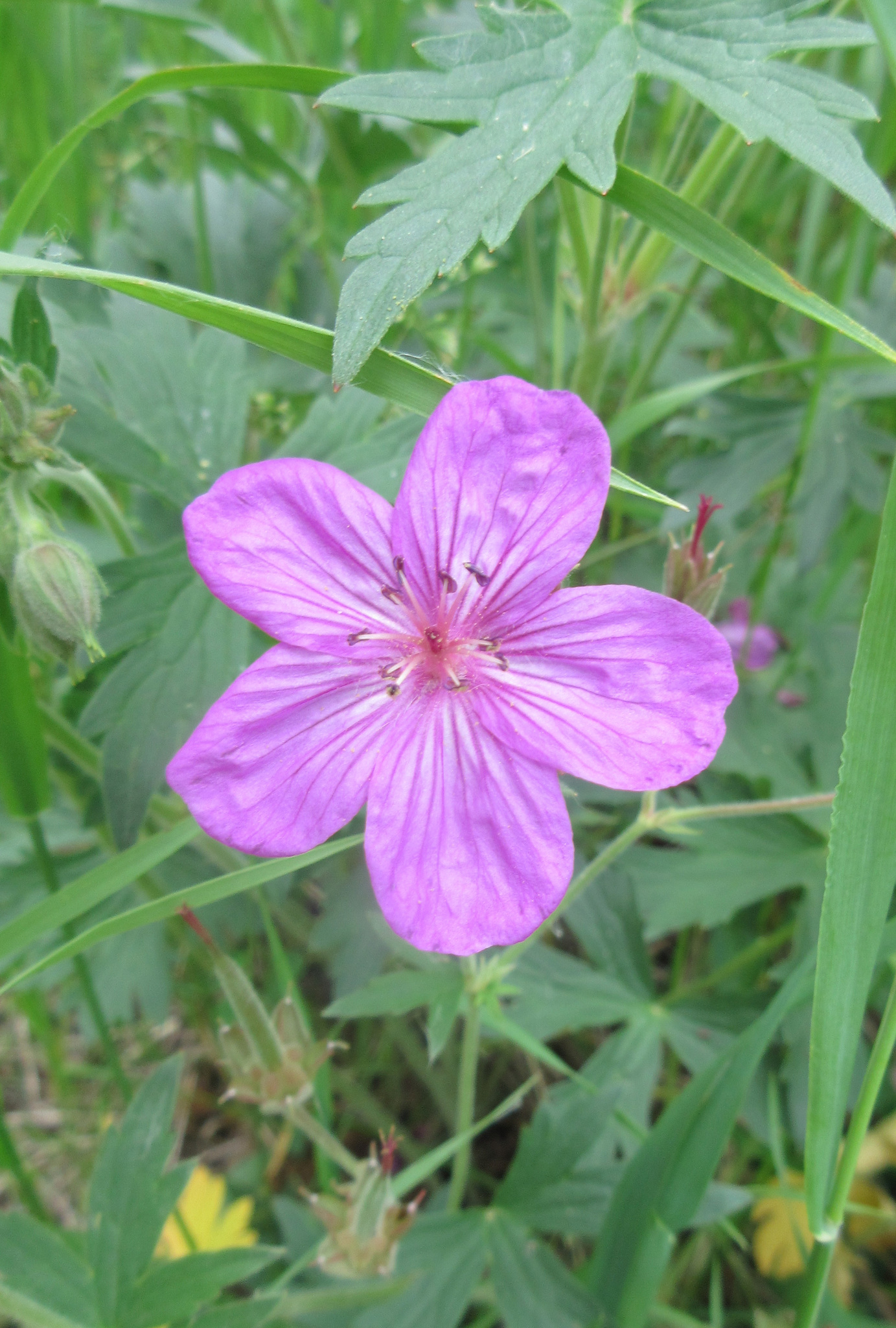 Sticky purple geranium pictured from a top view 