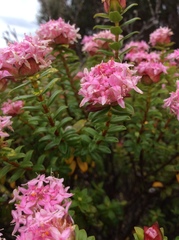 Pimelea ferruginea