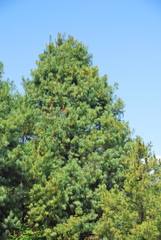 Pinus veitchii