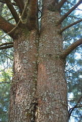 Pinus veitchii