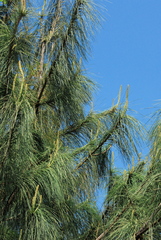 Pinus veitchii
