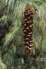 Pinus veitchii