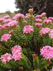 Pimelea ferruginea