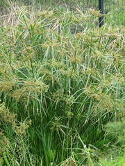Cyperus sexangularis