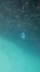 Pomacanthus maculosus