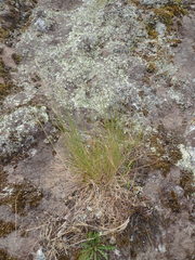 Rytidosperma racemosum